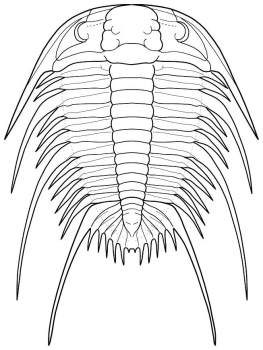 Palaeadotes