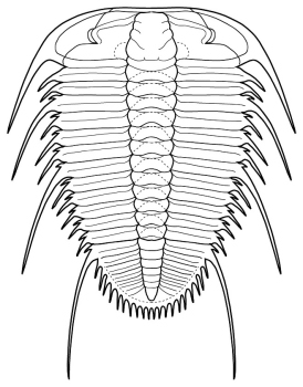 Paradamesella