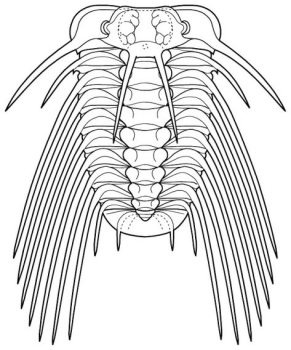 Selenopeltis