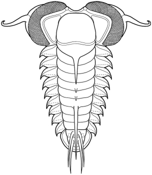 T bicuspis