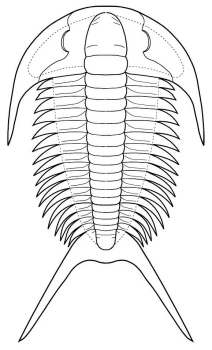 Yunnanaspidella