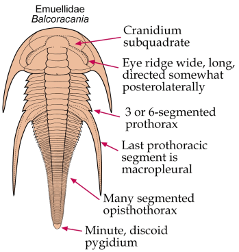 Emuelloid features