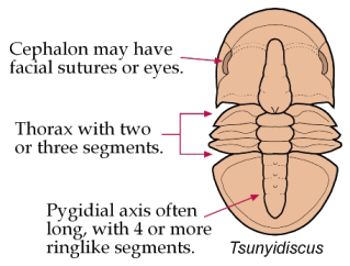 Click here to return to Agnostida Fact Sheet