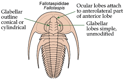 Click here to return to Fallotaspidoidea Fact Sheet