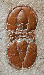 Ptychagnostus cuyanus