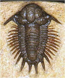 Lobopyge sp