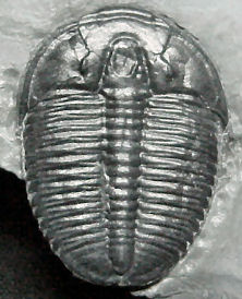 Elrathia kingi is a typical
              ptychopariid