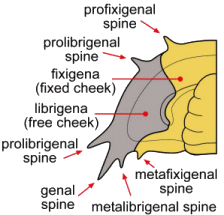 genal spines