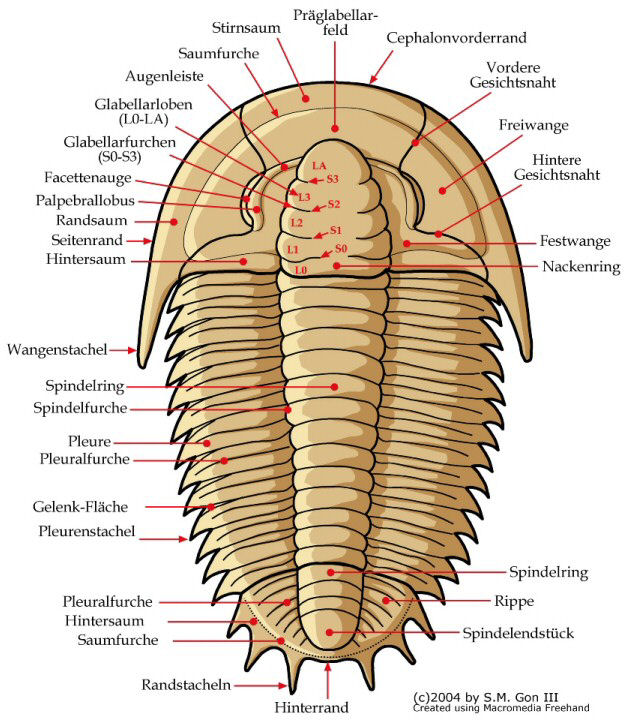 Dorsal Morphology (in German)