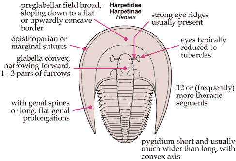 Click here to return to Harpetida Fact Sheet