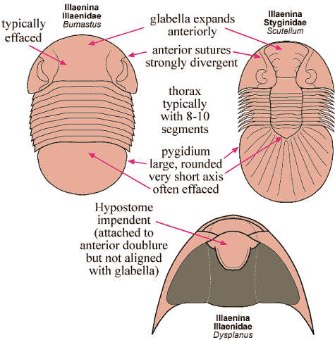 Click here to return to Corynexochida Fact Sheet