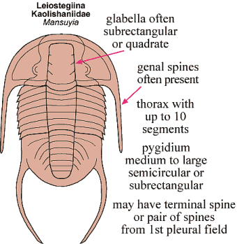 Click here to return to Corynexochida Fact Sheet