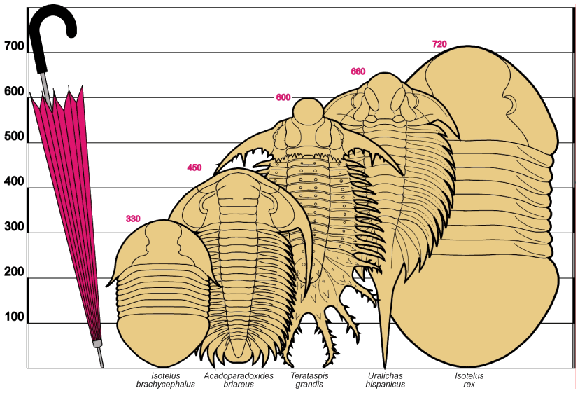 largest trilobites