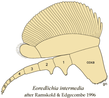 Eoredlichia limb