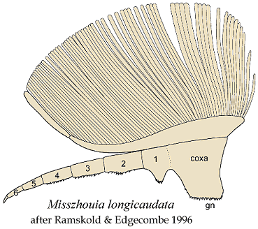 Misszhouia limb