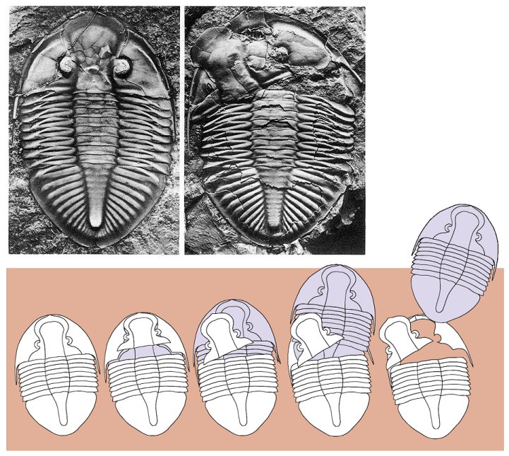 Some trilobite models come complete with sunroof...