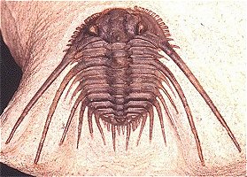 Leonaspis is a spiny trilobite from Morocco