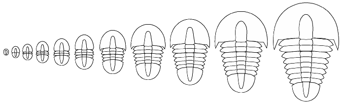 normal growth sequence