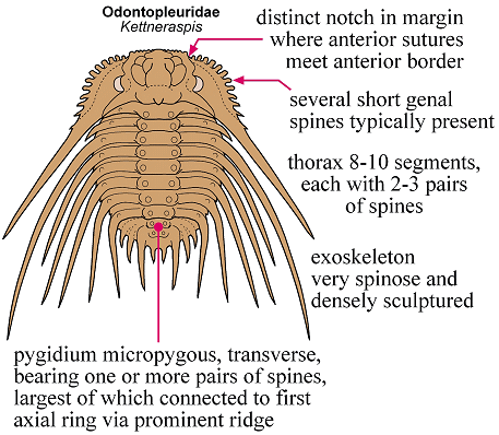 Click here to return to Odontopleurida Fact Sheet