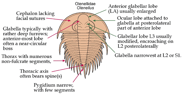 Click here to return to Olenellina Fact Sheet