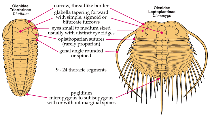 Click here to return to Ptychopariida Fact Sheet