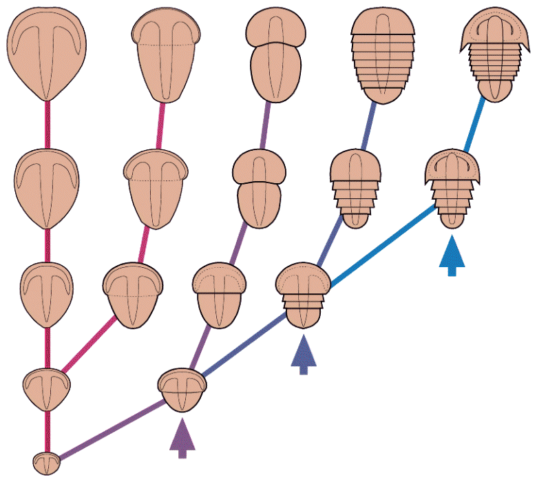 Trilobites in 4 easy steps