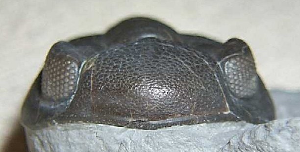 Phacops rana has large, schizochroal eyes