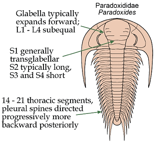 Click here to return to Paradoxidoidea Fact Sheet