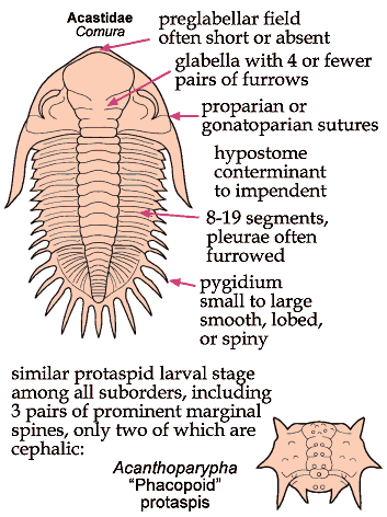 Click here to return to Phacopida Fact Sheet