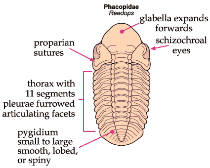 Click here to return to Phacopida Fact Sheet