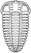 pliomeridae