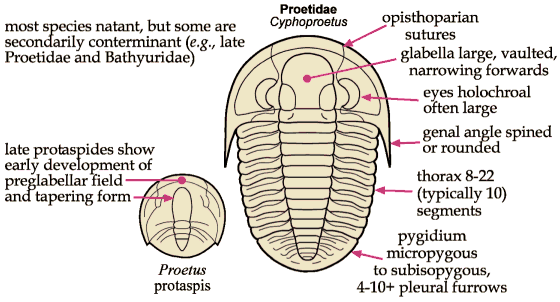 Click here to return to Proetida Fact Sheet