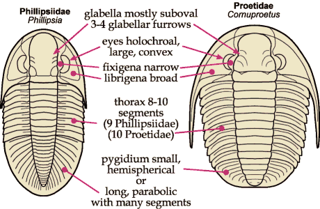 Click here to return to Proetida Fact Sheet