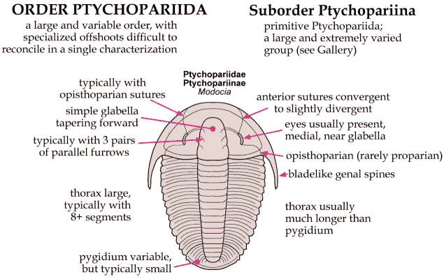 Click here to return to Ptychopariida Fact Sheet