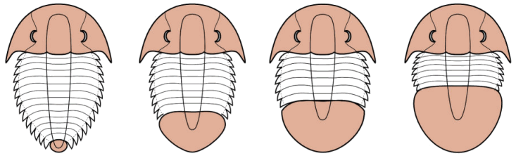 major pygidium types