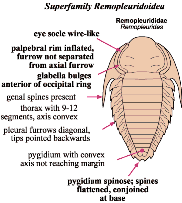 Click here to return to Asaphida Fact Sheet