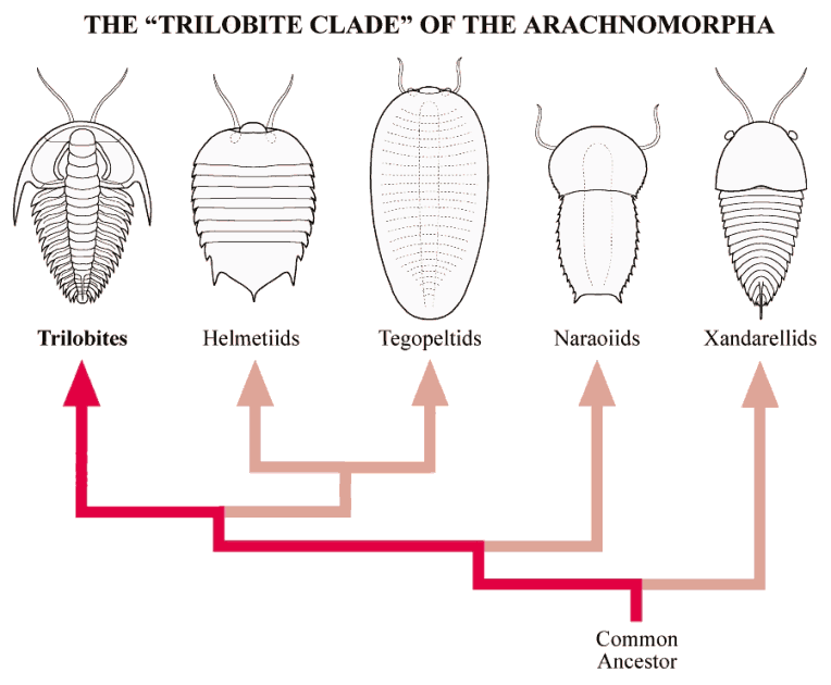 Trilobite Clade of the Arachnomorpha