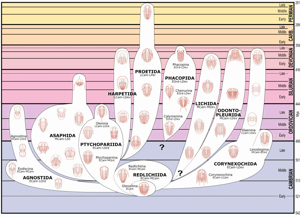 Trilobite Orders
          over Geological time