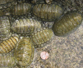 Chitons are mollusks with segmented shells