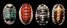 Chitons can be colorful