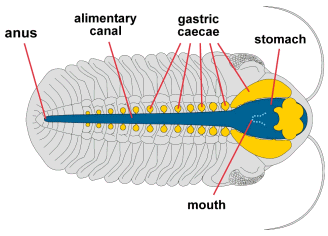 Dorsal view of internal anatomy