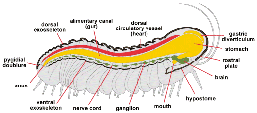 trilobite internal anatomy chart