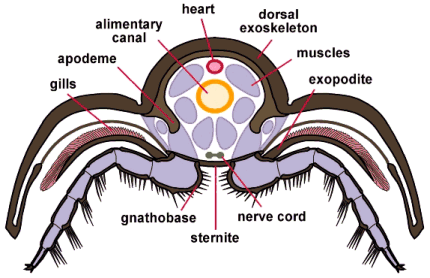 trilobite internal sagittal