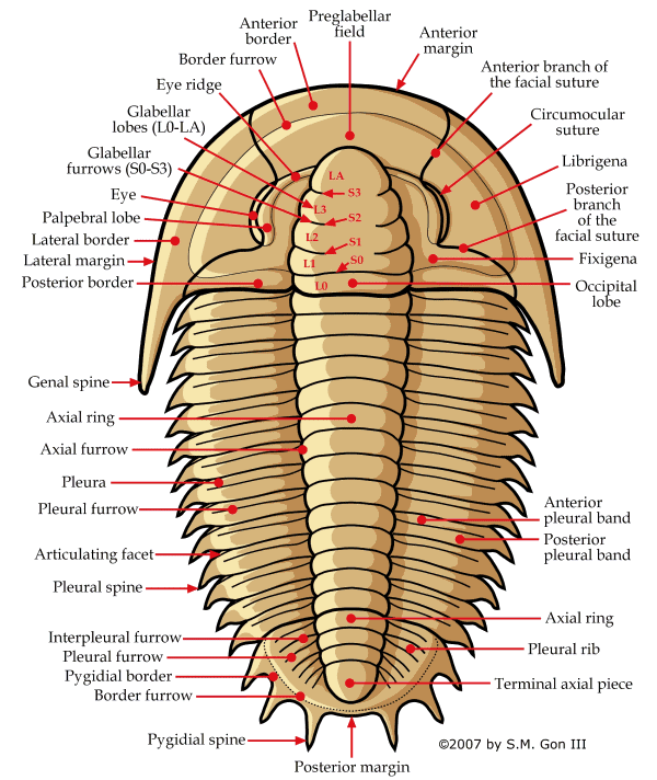 english morphology chart 2006