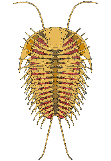 Ventral reconstruction of Olenoides serratus