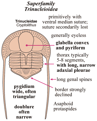 Click here to return to Asaphida Fact Sheet