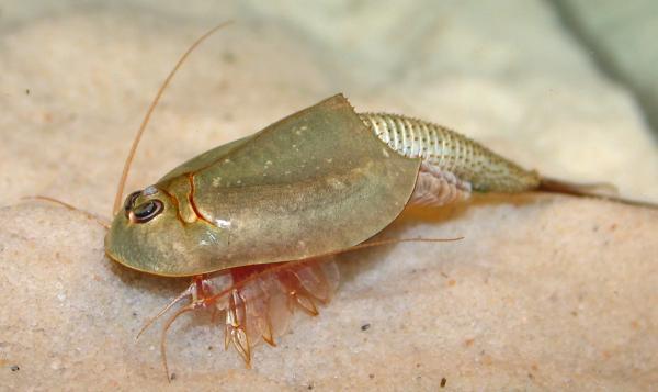 Triops