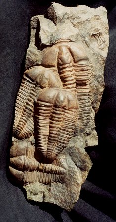 Conocoryphe is an eyeless trilobite